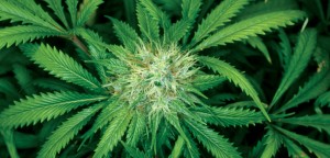 Marihuana pozytywnie oceniona przez chorych na raka, UltimateSeeds.pl