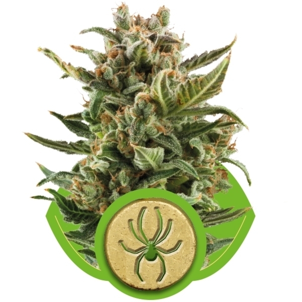 Recenzja Odmiany White Widow Auto od Royal Queen Seeds, UltimateSeeds.pl