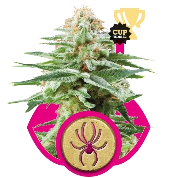 Recenzja Odmiany White Widow od Royal Queen Seeds, UltimateSeeds.pl