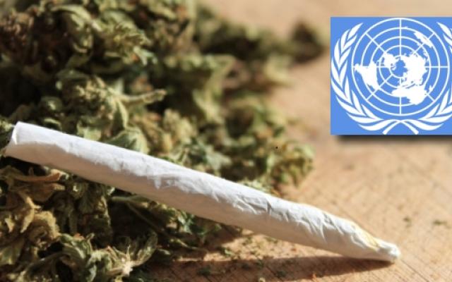 Światowa Organizacja Zdrowia domaga się dekryminalizacji narkotyków na całym świecie, UltimateSeeds.pl