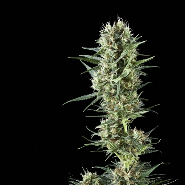 Special Kush   Nasiona marihuany, dobrej jakości za niską cenę, UltimateSeeds.pl