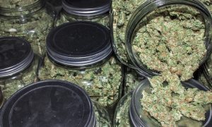 Hiszpański Sąd akceptuje 12 kg marihuany jako własny użytek, UltimateSeeds.pl