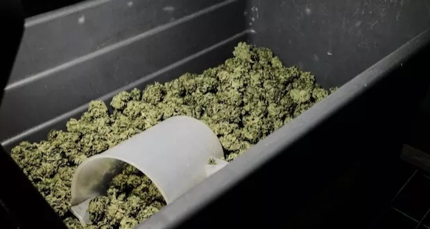 Jamajka Rozpoczyna Legalny Eksport Marihuany Do Kanady, UltimateSeeds.pl
