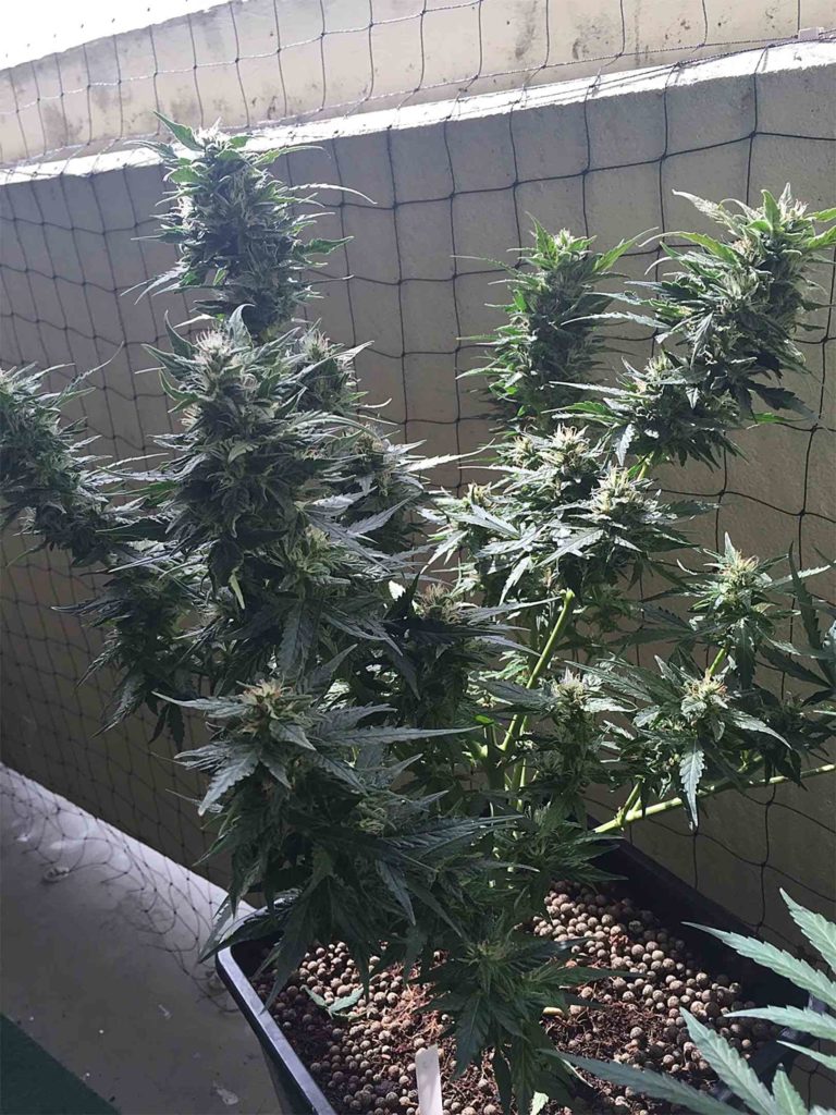 Recenzja Odmiany Quick One Auto od Royal Queen Seeds, UltimateSeeds.pl