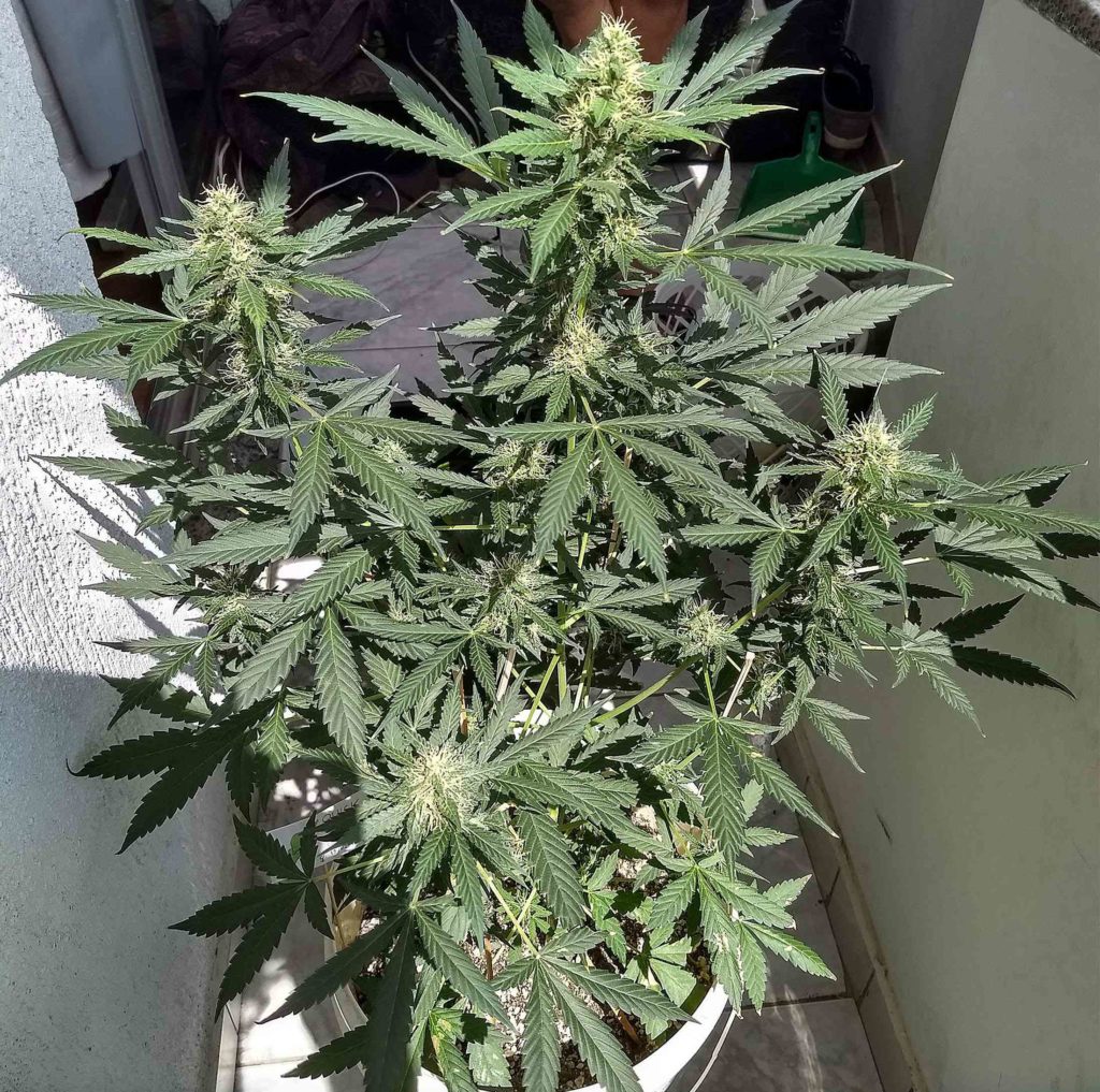 Recenzja Odmiany Quick One Auto od Royal Queen Seeds, UltimateSeeds.pl