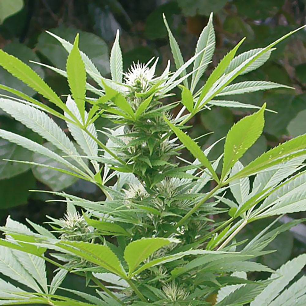 Recenzja Odmiany Easy Bud Automatic od Royal Queen Seeds, UltimateSeeds.pl