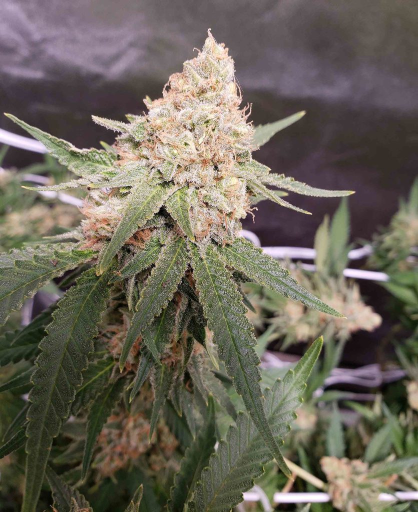 Recenzja Odmiany Critical Kush od Royal Queen, UltimateSeeds.pl