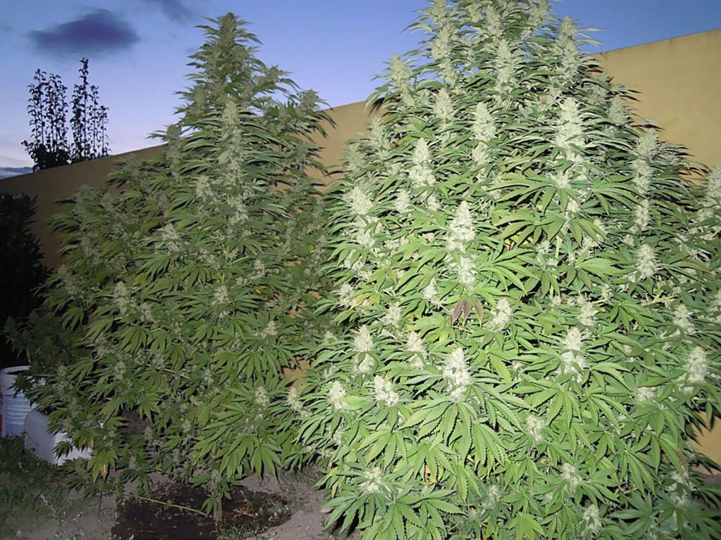 Recenzja Odmiany Critical od Royal Queen Seeds, UltimateSeeds.pl